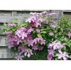 Clematis Comptesse de Bouchaud 1