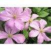Clematis Comptesse de Bouchaud 2