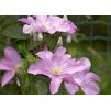 Clematis Comptesse de Bouchaud