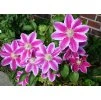 Clematis Dr. Ruppel 1