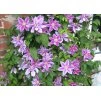 Clematis Dr. Ruppel 2