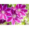 Clematis Dr. Ruppel