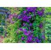 Clematis Polish Spirit 1