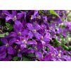Clematis Polish Spirit 2