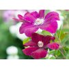 Clematis Rouge Cardinal