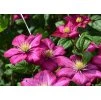 Clematis Ville de Lyon 2