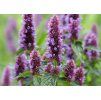 Agastache Beelicious Purple 1
