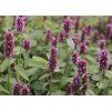 Agastache Beelicious Purple 2