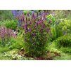 Agastache Beelicious Purple