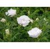 Rosa Blanc Double de Coubert 2