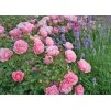 Rosa Sommerwind 1