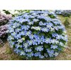 Hydrangea Blaumeise