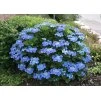 Hydrangea Blaumeise 1