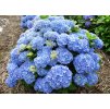 Hydrangea Bodensee 1
