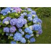 Hydrangea Bodensee 2