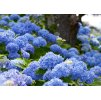 Hydrangea Bodensee