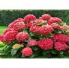 Hydrangea Glowing Embers 1