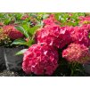 Hydrangea Glowing Embers 2