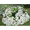 Hydrangea Madame Emile Mouillere 1