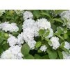 Hydrangea Madame Emile Mouillere 2