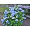 Hydrangea Nikko Blue 1