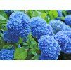 Hydrangea Nikko Blue 2