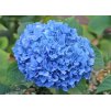 Hydrangea Nikko Blue