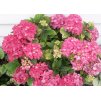 Hydrangea Pia 1