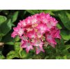 Hydrangea Pia