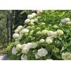 Hydrangea Soeur Therese 1