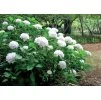 Hydrangea Soeur Therese 2
