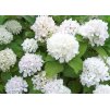 Hydrangea Soeur Therese