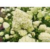 Hydrangea Limelight 2