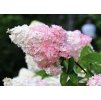 Hydrangea Phantom