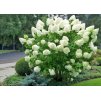 Hydrangea Polar Bear 1