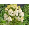 Hydrangea Polar Bear 2