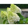 Hydrangea Polar Bear