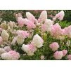 Hydrangea Vanille Fraise 1