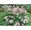 Hydrangea Vanille Fraise 2