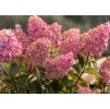 Hydrangea Vanille Fraise 3