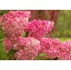 Hydrangea Vanille Fraise 4
