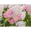 Hydrangea Vanille Fraise