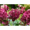 Hydrangea Wims Red 2