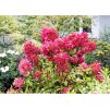 Hydrangea Wims Red 4