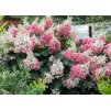 Hydrangea Wims Red 1