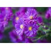 Aster Purple Dome 2