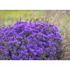 Aster Purple Dome 4