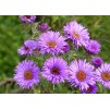 Aster Purple Dome
