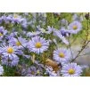 Aster novi belgii Brigitte 1