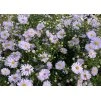 Aster novi belgii Brigitte